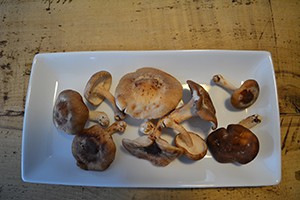 Farming Mushrooms in Virginia