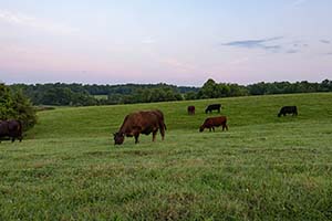 Orange County VA Cattle Farm for Sale