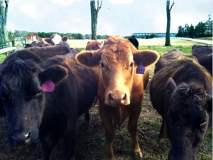 Virginia Cattle Farms