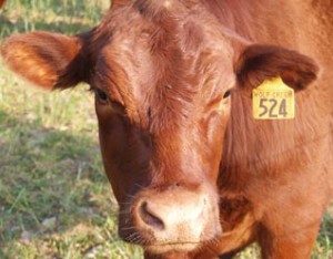 Virginia Cattle Farms