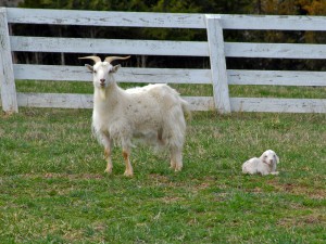 Farms in Virginia for Sale