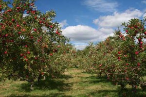 Buying an Apple Orchard