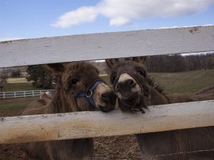 Farms for sale in Virginia