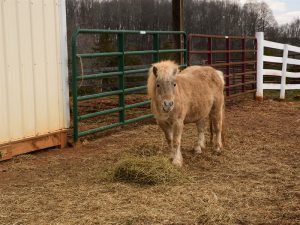 Horse farms in Virginia