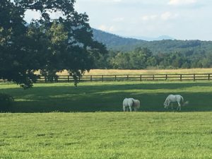 Horse Farm in Virginia