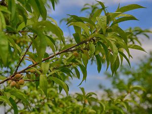 Peaches in Virginia